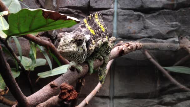 Chameleon rusten op een tak — Stockvideo