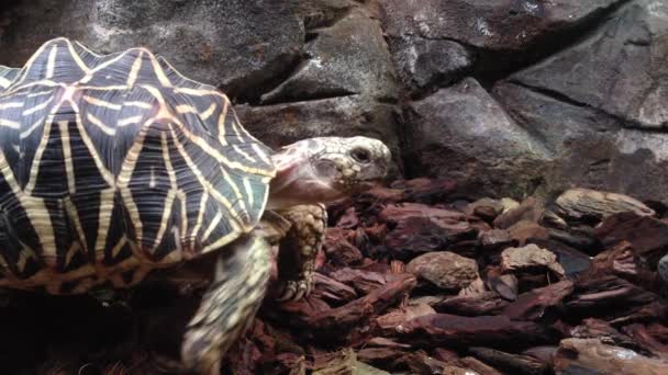 Черепаха странная ходьба — стоковое видео