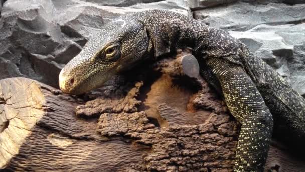 Lézard reposant sur une branche