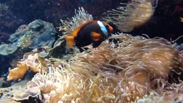 Muchos peces de colores bajo el agua — Vídeo de stock