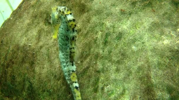 Sea horse simning — Stockvideo