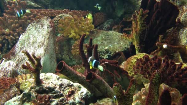 Pod vodou ryby plavání — Stock video