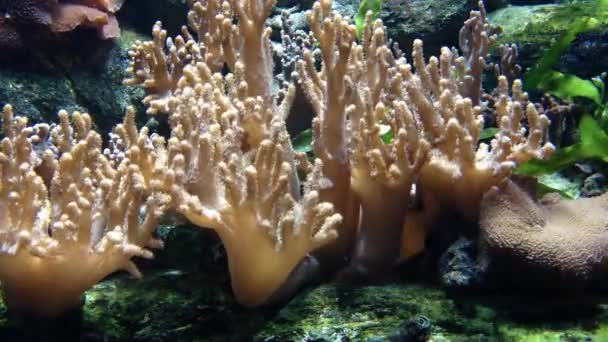 Nage de poissons sous-marins — Video