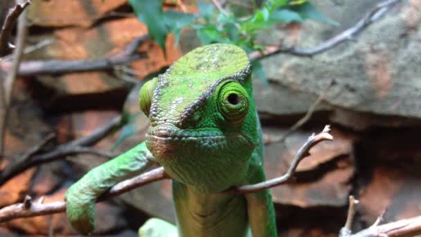 Chameleon rusten op een tak — Stockvideo