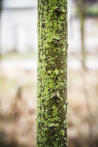 Дерево с зеленым мхом. — стоковое фото