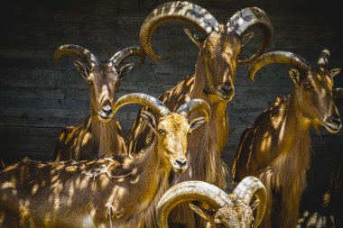 dağ keçilericabras de montaña