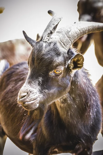 Goat with thick fur — Stock Photo, Image