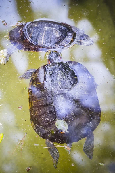 カメの休憩 — ストック写真