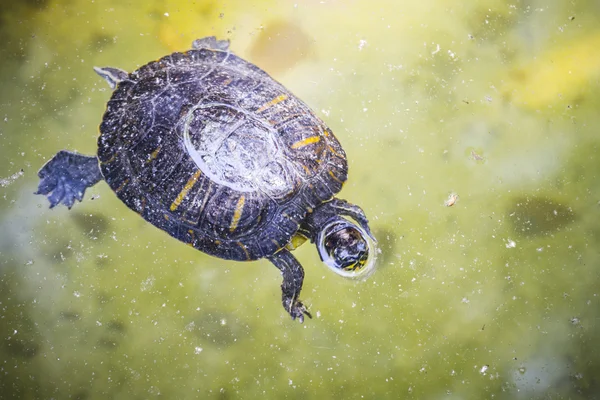 Tortuga descansando — Foto de Stock