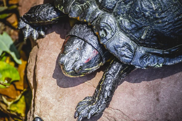 Tortoise resting — Stock Photo, Image