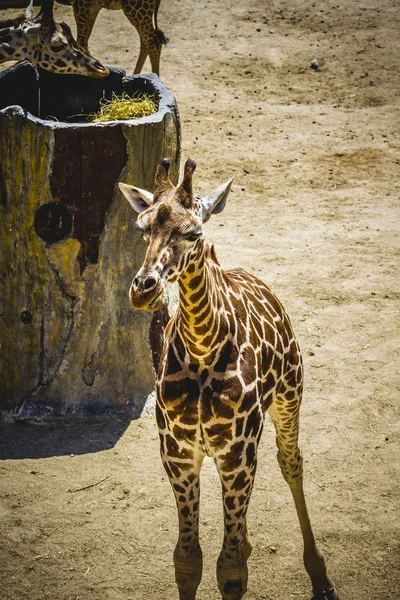 Schöne Giraffe — Stockfoto