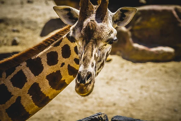 Beautiful giraffe — Stock Photo, Image