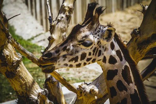 Hermosa jirafa —  Fotos de Stock