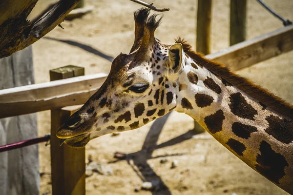 Bela girafa — Fotografia de Stock