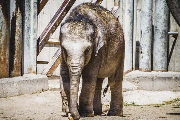 Elefante bebé — Fotografia de Stock