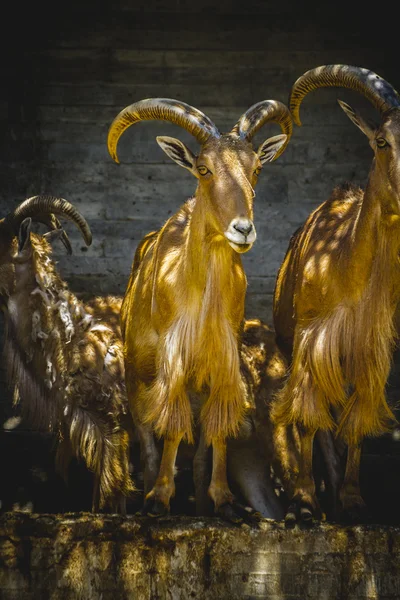 Caprinos de montanha — Fotografia de Stock