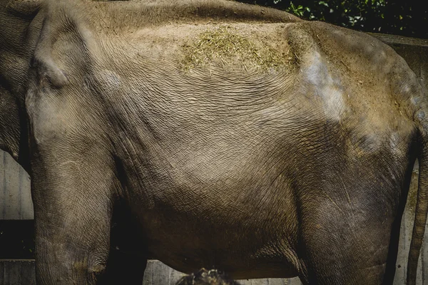 Elefante africano — Fotografia de Stock