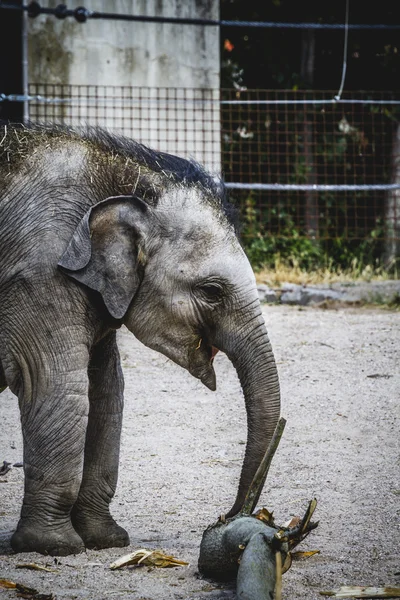 Bébé éléphant — Photo