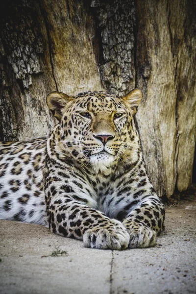 Riposo di leopardo — Foto Stock