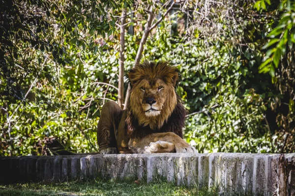 Resting lion — Stock Photo, Image