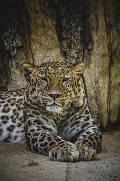 Leopardo descansando — Fotografia de Stock