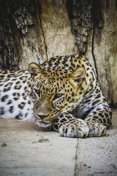 Леопард отдыхает — стоковое фото