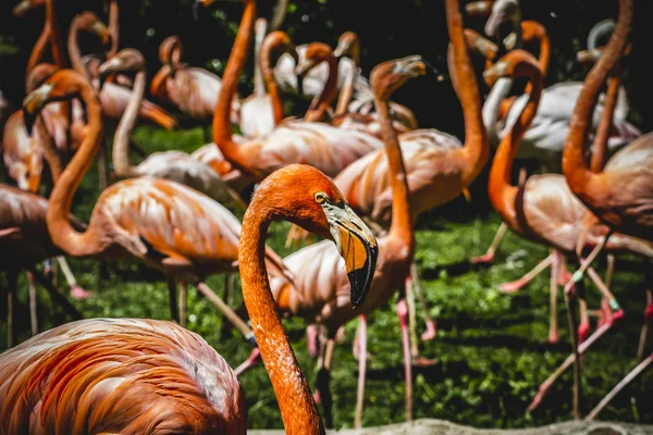 Turuncu flamingolar — Stok fotoğraf