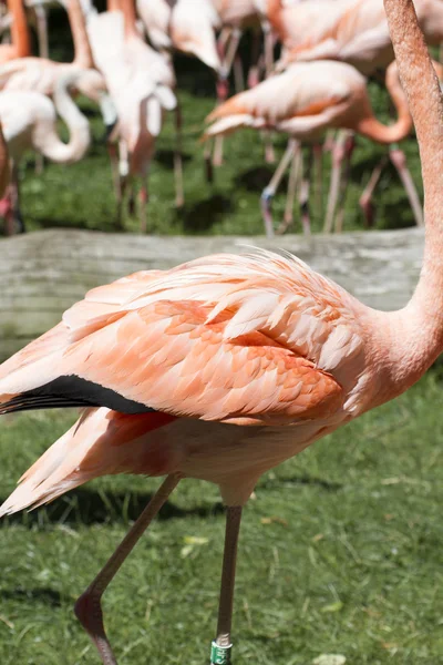 Orange flamingos — Stock Photo, Image