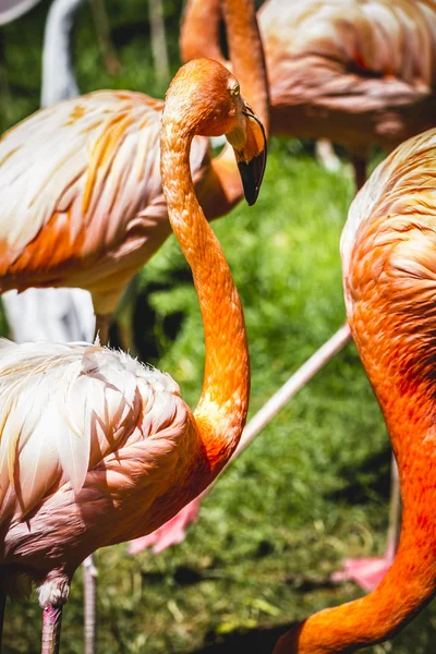Flamingos de laranja — Fotografia de Stock