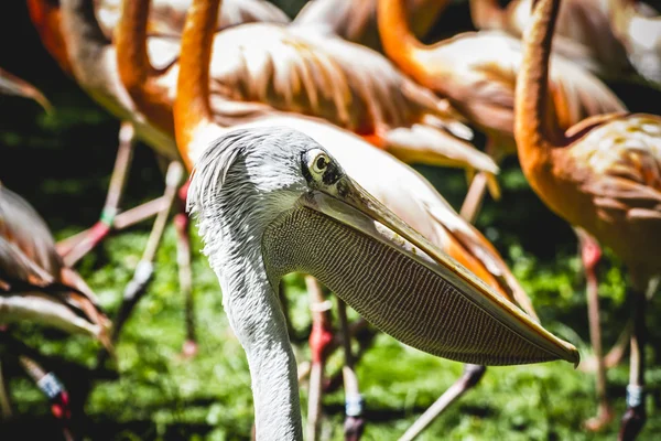 Pelikan flamingi — Zdjęcie stockowe