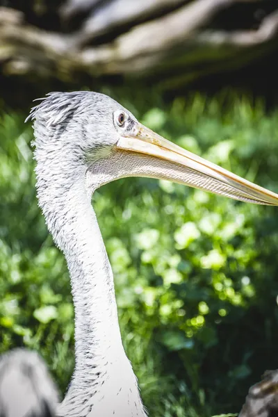 Pelican au soleil — Photo