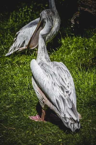 Pelican in de zon — Stockfoto