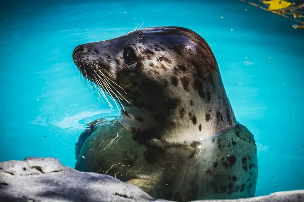 Zegel in water — Stockfoto