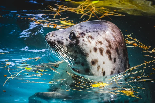 Zegel in water — Stockfoto