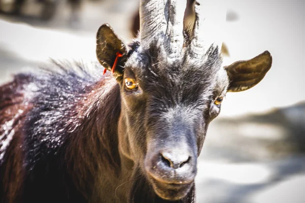 Goat with thick fur — Stock Photo, Image