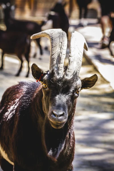 Cabra com pêlo grosso — Fotografia de Stock