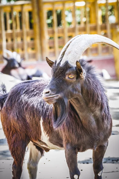 Cabra com pêlo grosso — Fotografia de Stock