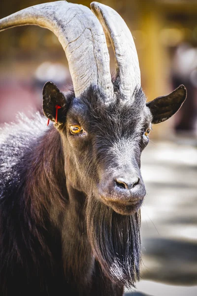 Geit met dikke vacht — Stockfoto