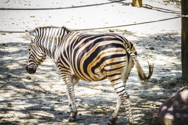 Zebra bir hayvanat bahçesi Parkı