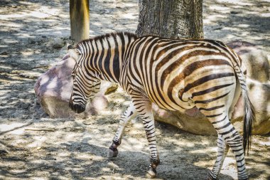 Zebra bir hayvanat bahçesi Parkı