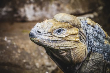 sürüngen, pullu kertenkele