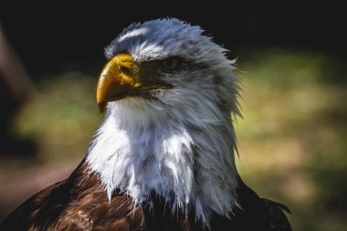 AK başlı kartal