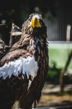 İspanyol altın kartal