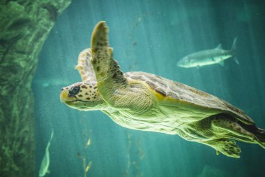 Büyük Kaplumbağa yüzme