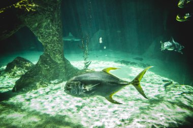 Deniz altında Yüzme köpekbalığı