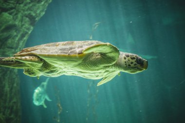 Büyük Kaplumbağa yüzme