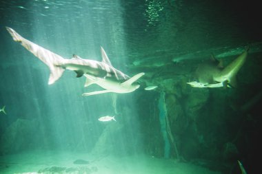 Deniz altında Yüzme köpekbalığı