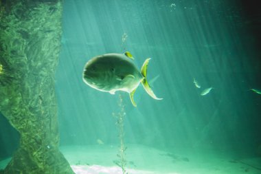 Deniz altında Yüzme köpekbalığı