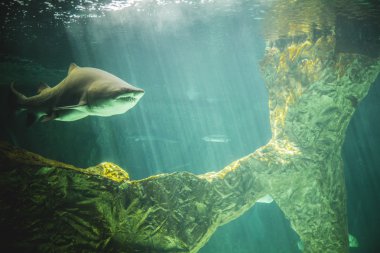 Deniz altında Yüzme köpekbalığı