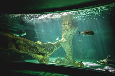 Deniz altında Yüzme köpekbalığı